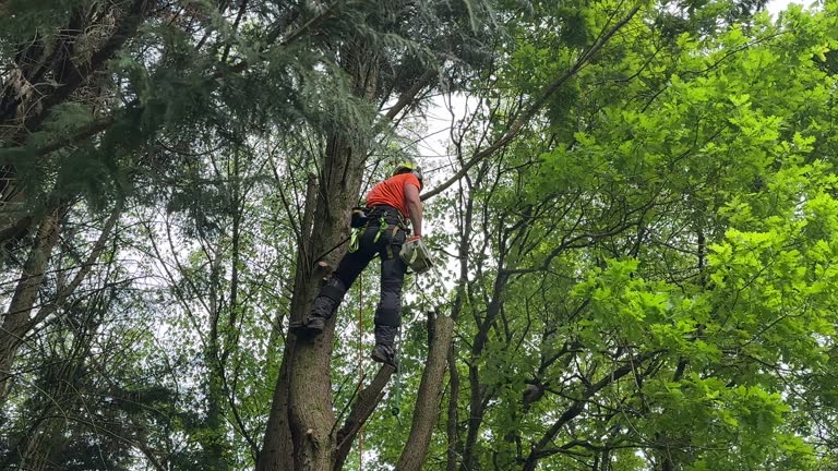 Professional Tree Removal and Landscaping Services in Menominee, MI